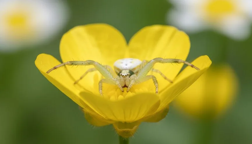 Квітковий павук