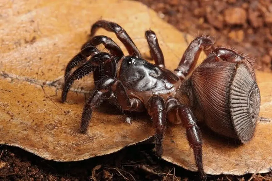 Павук ціклокосмія