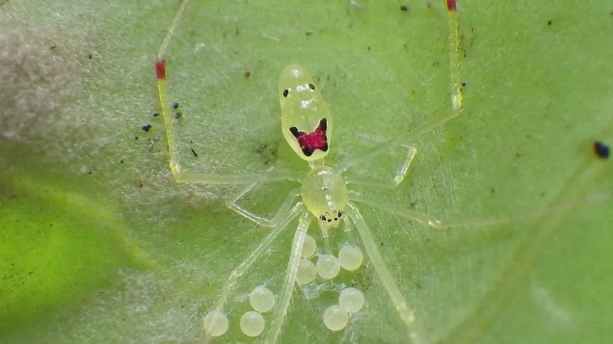 Усміхнений павук